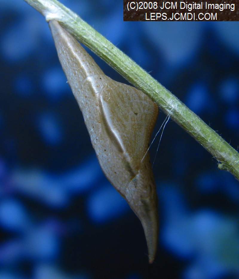 Sara Orange-Tip butterfly pupa